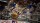  Blood Bowl 3 [ ] PS5 PPSA08555 - , ,     