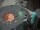 ���� Cocoon [������� ��������] PS5 PPSA08766 - ������, ��������, ������� � �������� �������� ������������