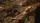  Empire of the Ants Limited Edition [ ] Xbox Series X - , ,     