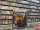  Gears of War Reloaded [ ] PS5 PPSA17525 - , ,     