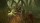  Jumanji Wild Adventures [ ] PS4 CUSA32105 - , ,     