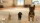  Little Friends: Dogs and Cats [ ] Nintendo Switch -    , , .   GameStore.ru  |  | 