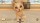 Little Friends: Dogs and Cats [ ] Nintendo Switch -    , , .   GameStore.ru  |  | 
